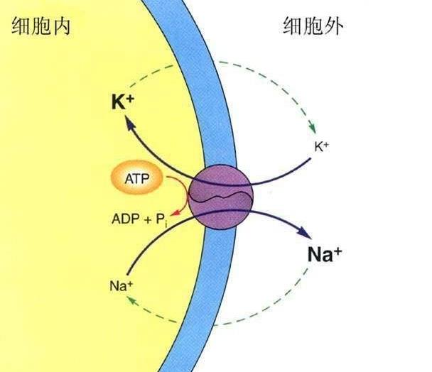 基于蛋白质与离子交换的作用研究