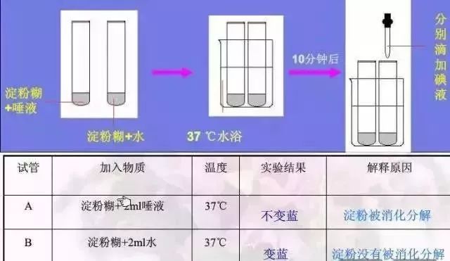 牙膏与再生胶的应用范围，探究两者在日常生活中的实用性与价值