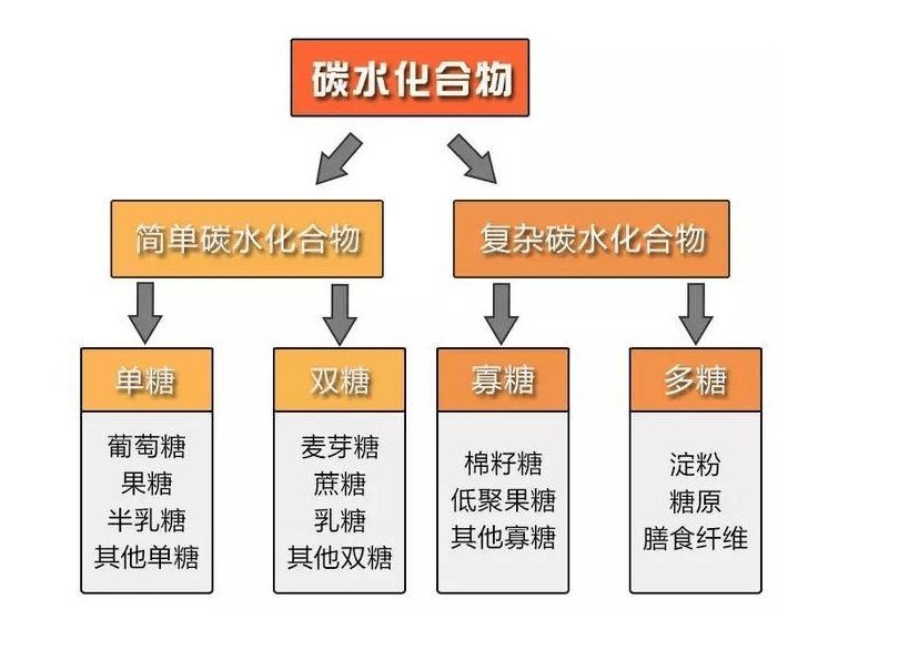 碳水化合物结合模块是什么